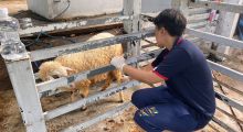 รักษาสัตว์ป่วยในพื้นที่ ต.เดิมบาง อ.เดิมบางนางบวช