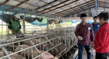 โครงการเฝ้าระวังโรคติดเชื้อไวรัสที่มีค้างคาวเป็นพาหะในสุกรในพื้นที่เสี่ยง ประจำปี 2568 พื้นที่ อ.บางปลาม้า