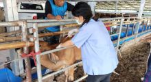 โครงการเฝ้าระวังโรคแท้งติดต่อและป้องกันโรคระบาดสัตว์ ในพื้นที่ ต.วังคัน อ.ด่านช้าง