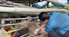 ฟาร์มปลอดโรคบรูเซลลาในกระบือ ระดับ A อำเภออู่ทอง จังหวัดสุพรรณบุรี