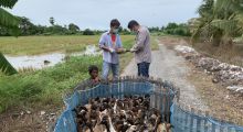 โครงการเฝ้าระวังโรคไข้หวัดนกเชิงรุกแบบบูรณาการของประเทศไทย ในพื้นที่ อ.สองพี่น้อง