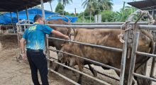 สาธิตการฉีดวัคซีนโรคปากและเท้าเปื่อยแก่เกษตรกร ในพื้นที่ ต.ตลิ่งชัน อ.เมืองสุพรรณบุรี
