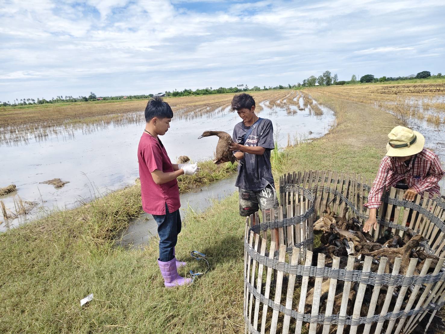 เฝ้าระวังโรคไข้หวัดนก