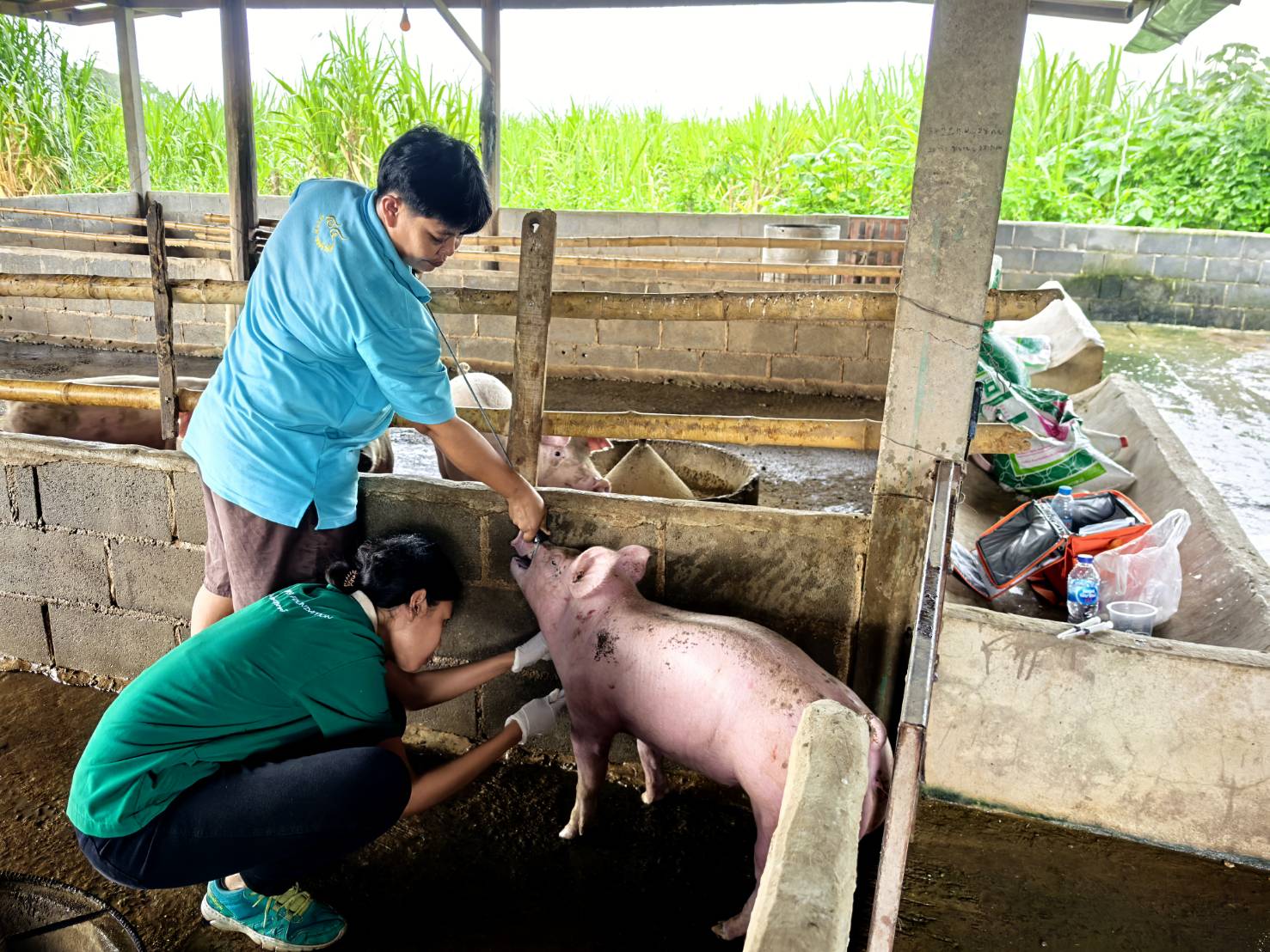 เฝ้าระวังโรคอหิวาต์แอฟริกาในสุกร