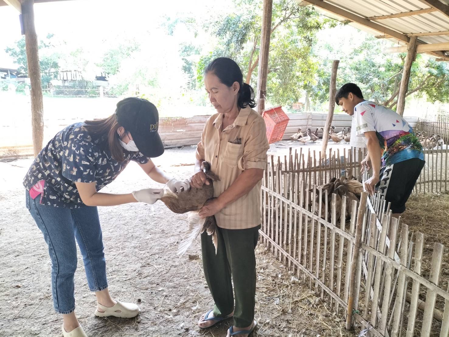 เฝ้าระวังโรคระบาดในสัตว์ปีก